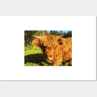Scottish Highland Cattle Calf 2118 Posters and Art